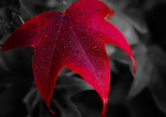 Red Leaf, Red on Black